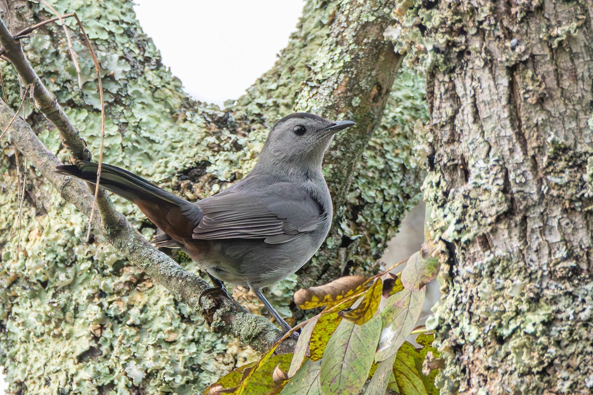 Gray Catbird - ML608898382