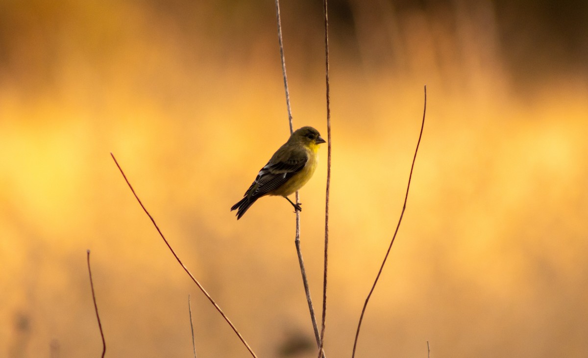 American Goldfinch - Frank Young