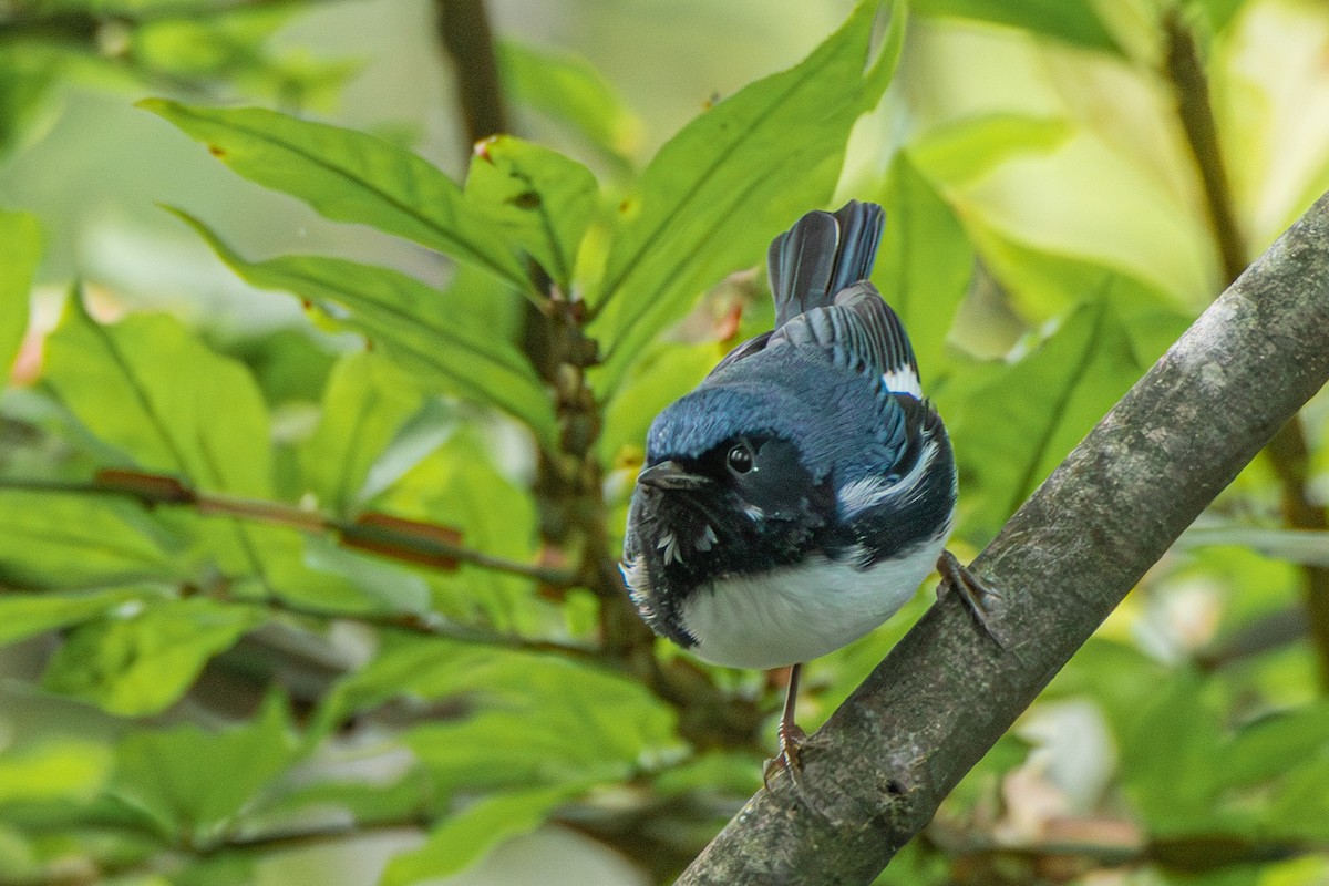 Black-throated Blue Warbler - ML608898392