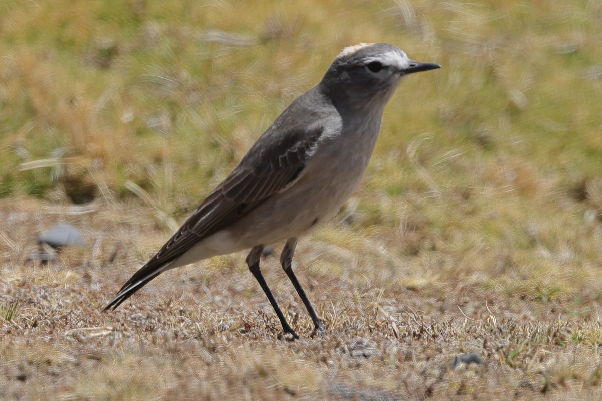 Ochre-naped Ground-Tyrant - ML608898419