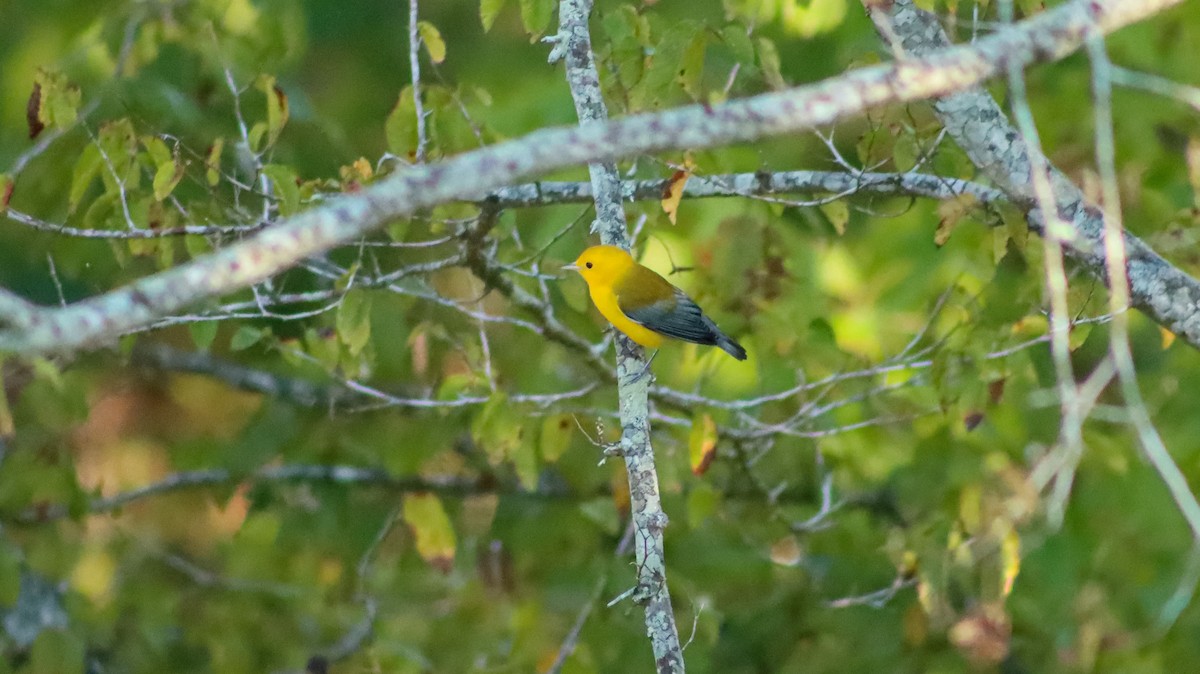 Prothonotary Warbler - Frank Young