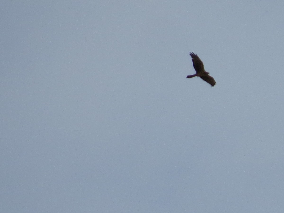 Montagu's Harrier - ML608898487