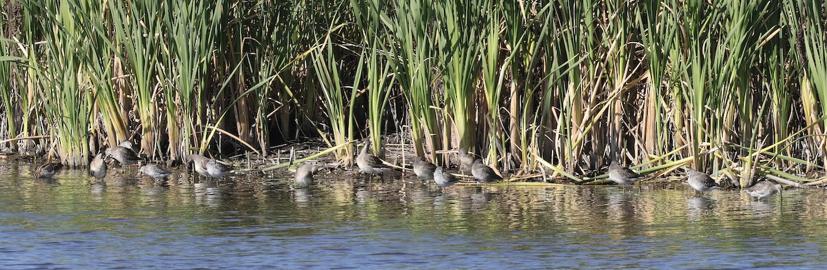 Pectoral Sandpiper - ML608898616