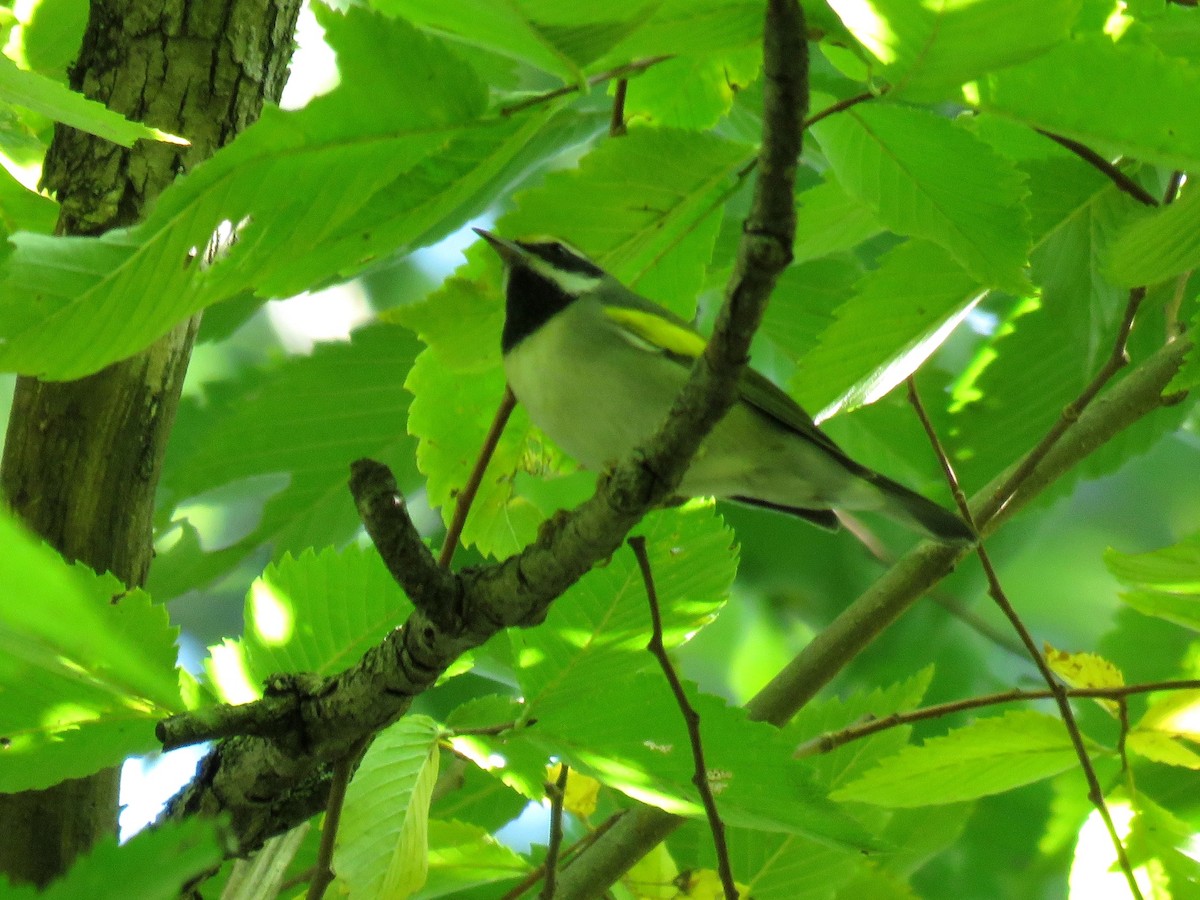 Golden-winged Warbler - ML608898619