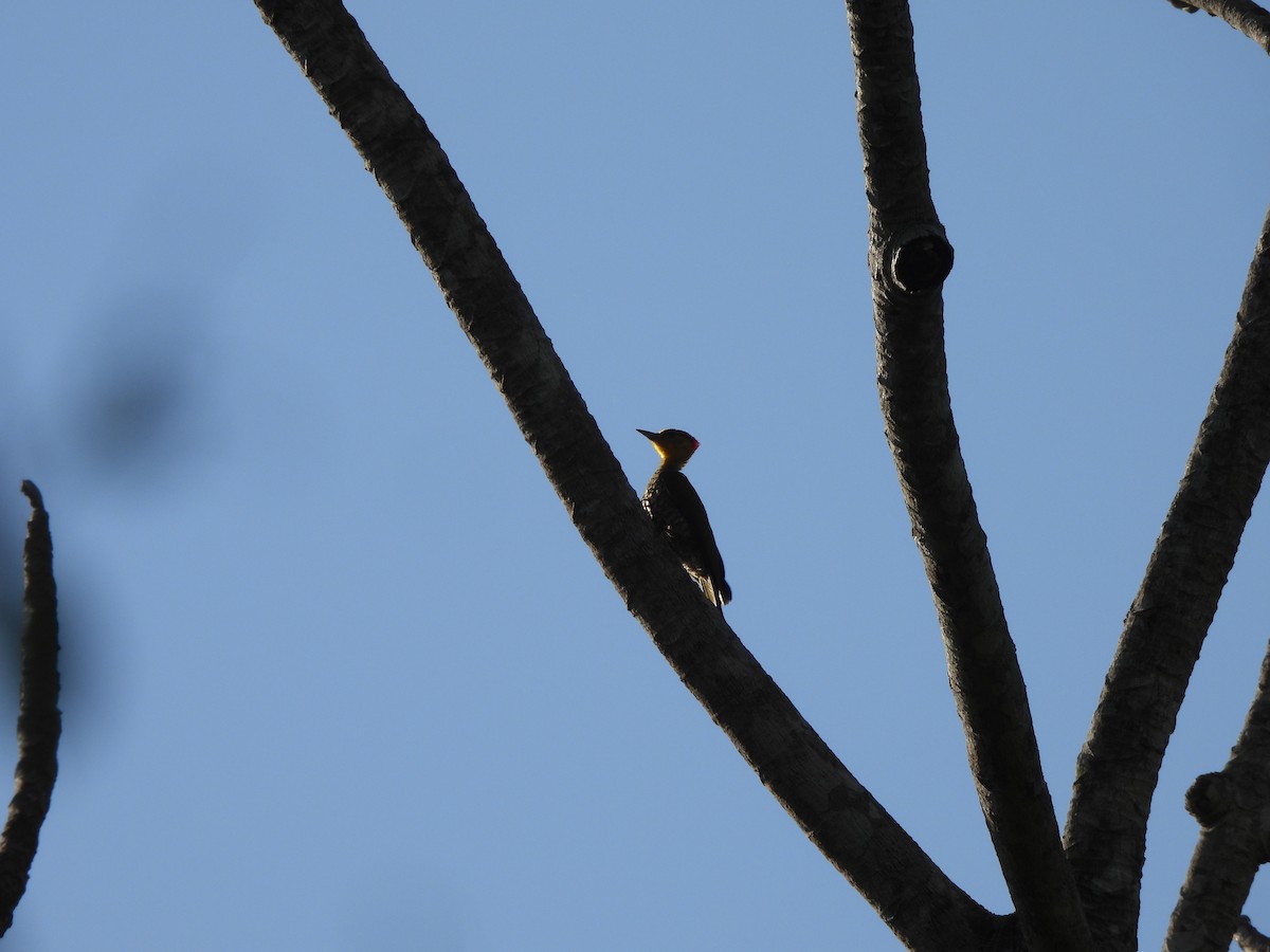 Yellow-throated Woodpecker - ML608898646