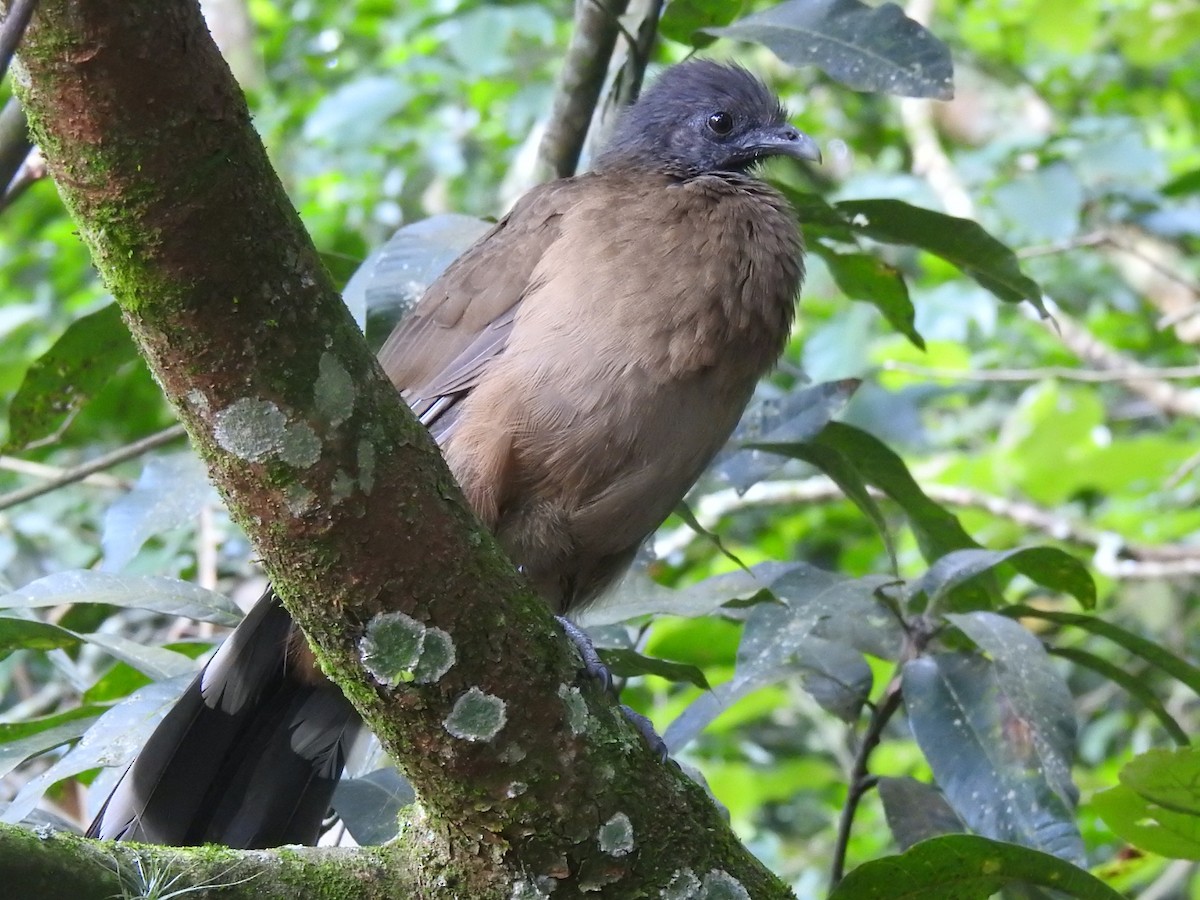 Plain Chachalaca - ML608898809