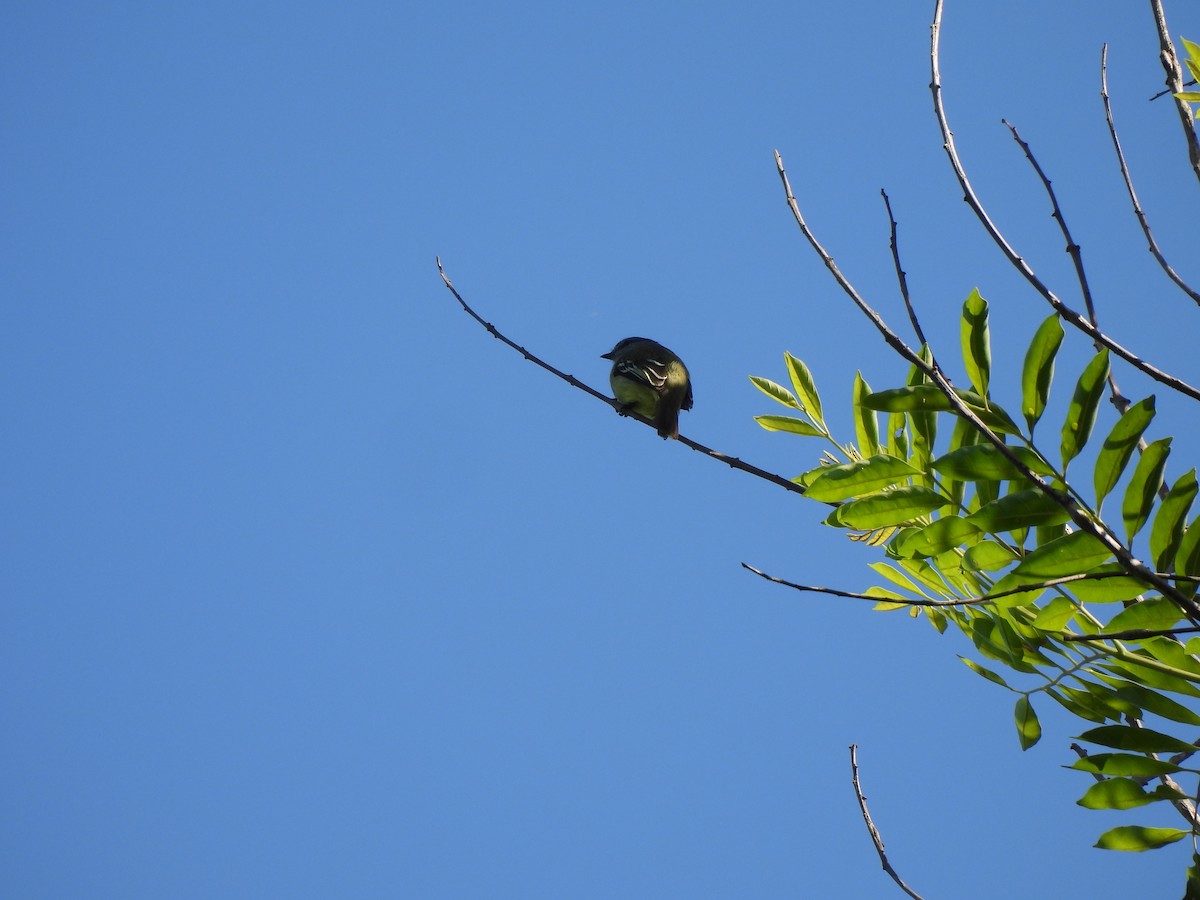 Yellow-crowned Tyrannulet - ML608898868