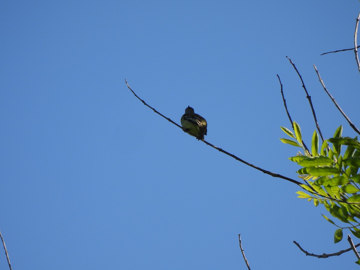 Yellow-crowned Tyrannulet - ML608898869