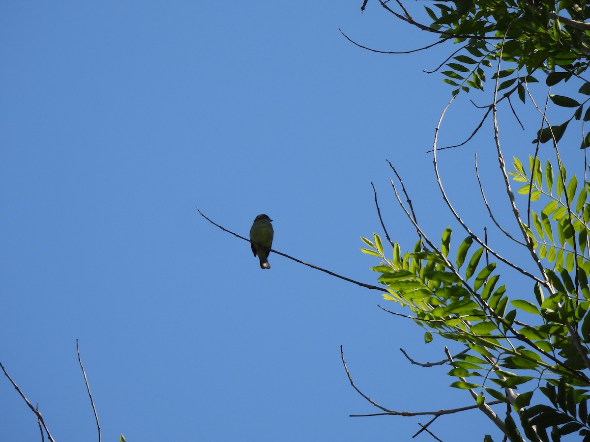 Yellow-crowned Tyrannulet - ML608898874