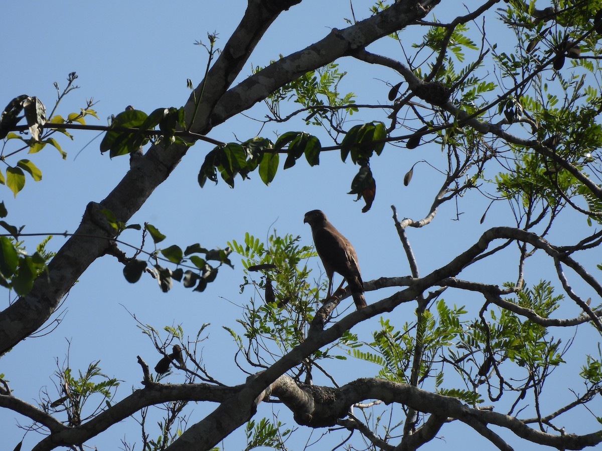 Roadside Hawk - ML608898892