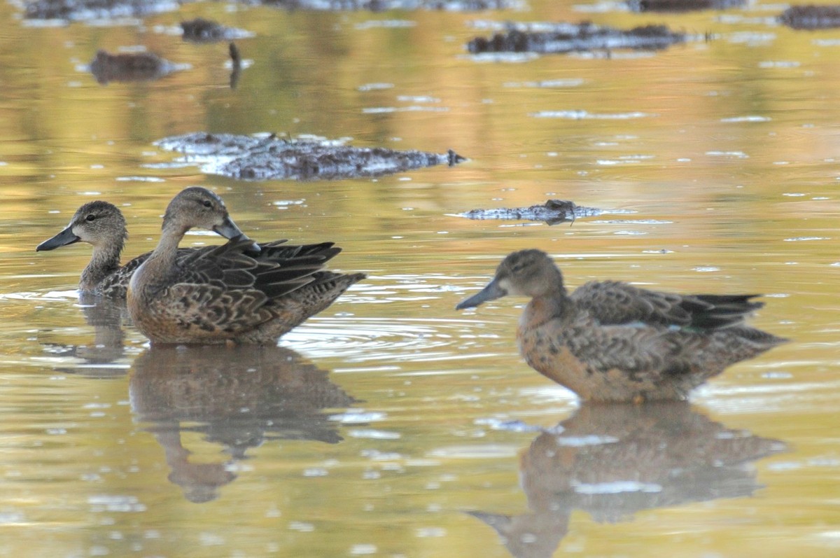 Blue-winged Teal - ML608898894