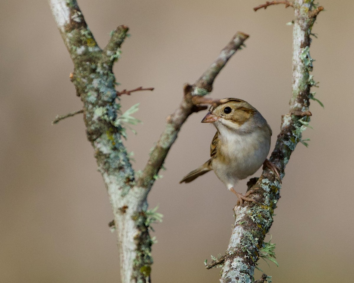 Clay-colored Sparrow - Gary Desormeaux