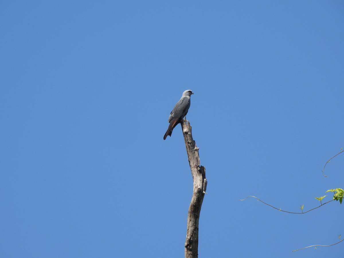 Plumbeous Kite - ML608898966