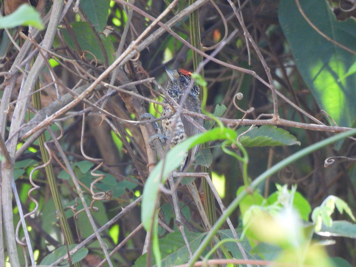 White-wedged Piculet - ML608898971