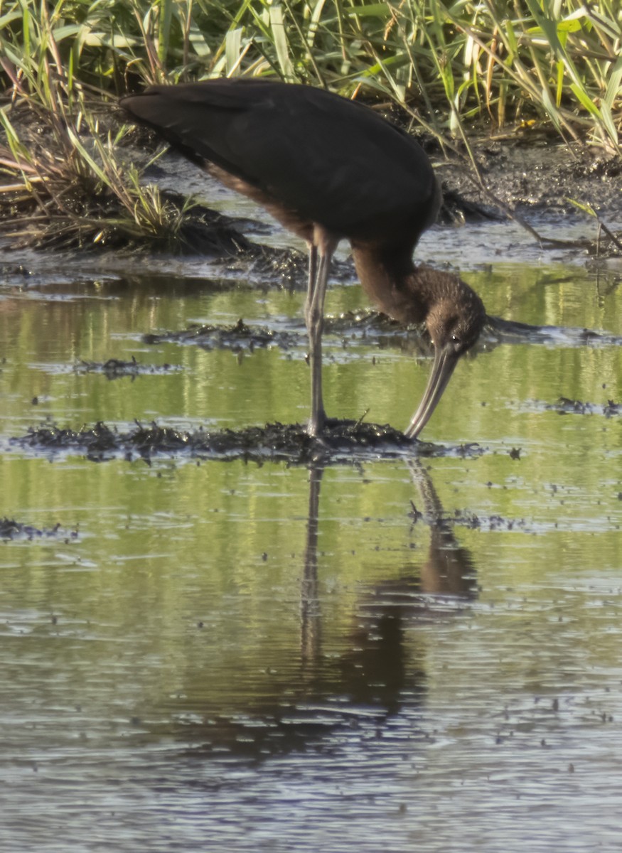 Glossy Ibis - ML608898972