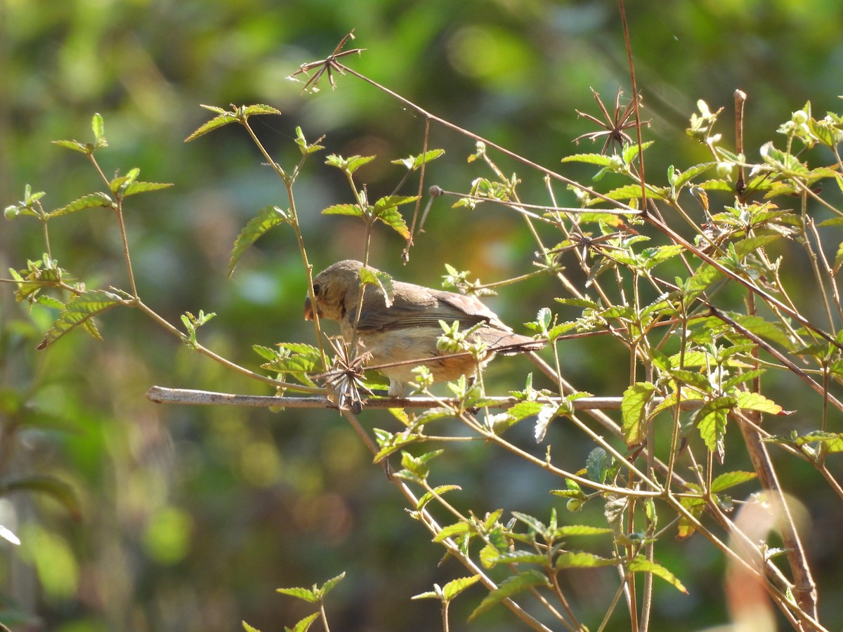 Wing-barred Seedeater - ML608899001