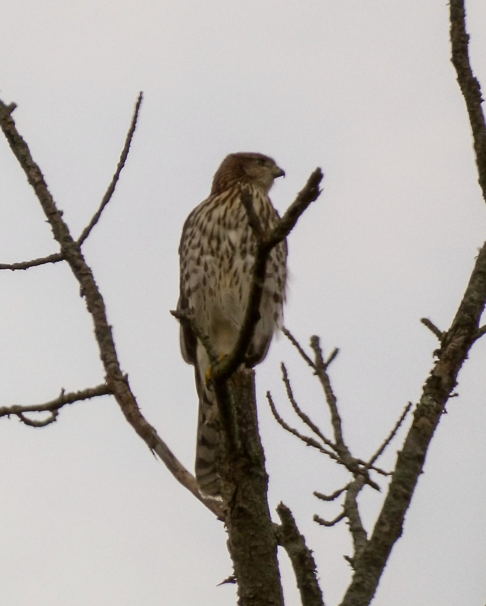 Cooper's Hawk - ML608899010