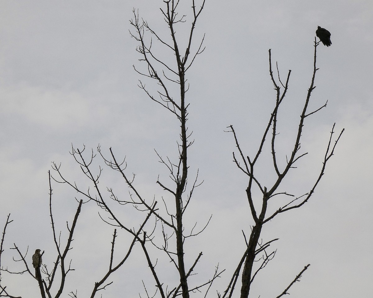 Cooper's Hawk - ML608899012