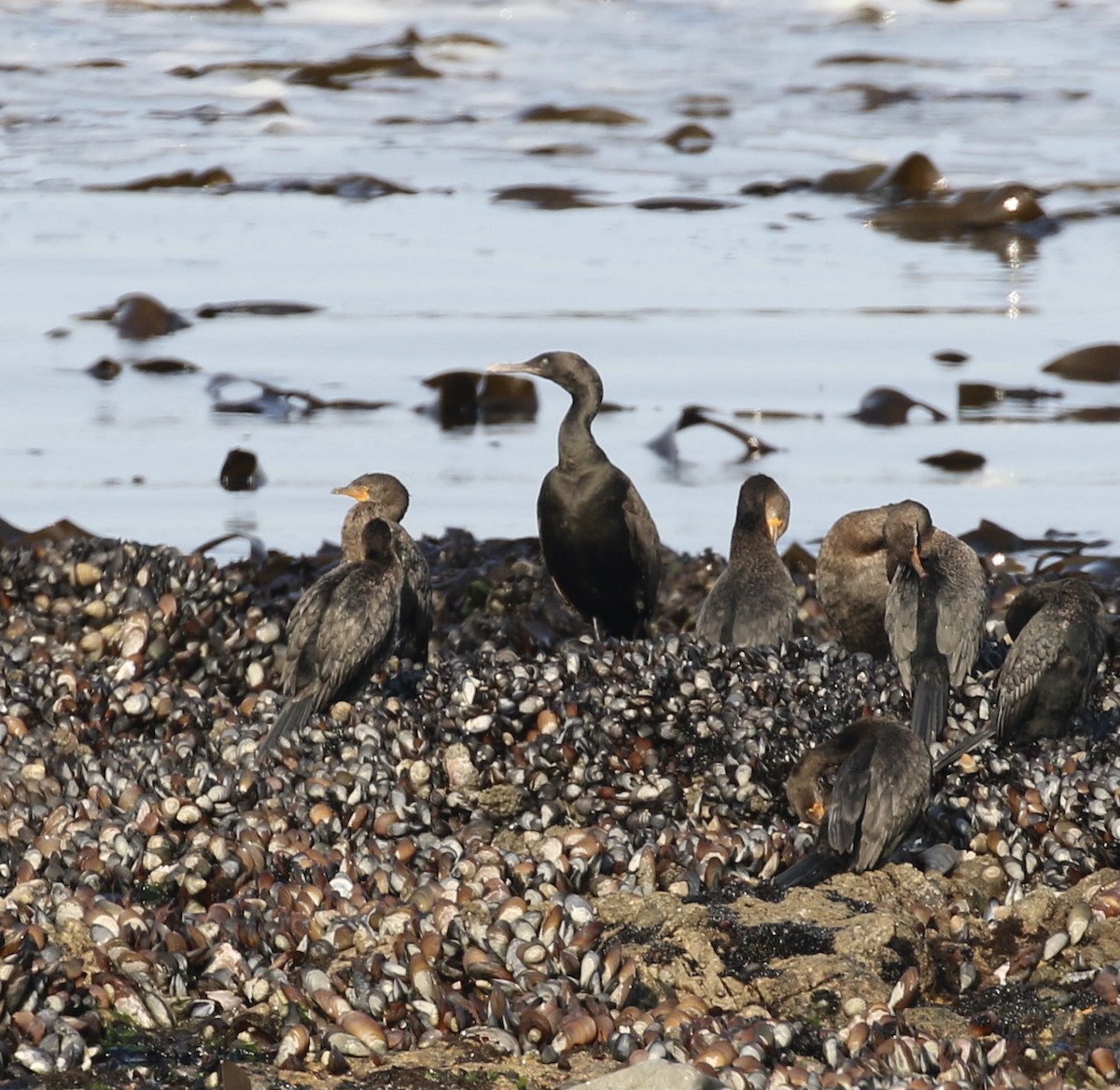 Cormoran des bancs - ML608899013