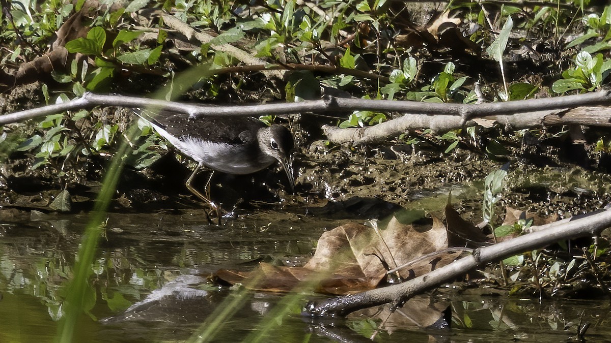 Solitary Sandpiper - ML608899092