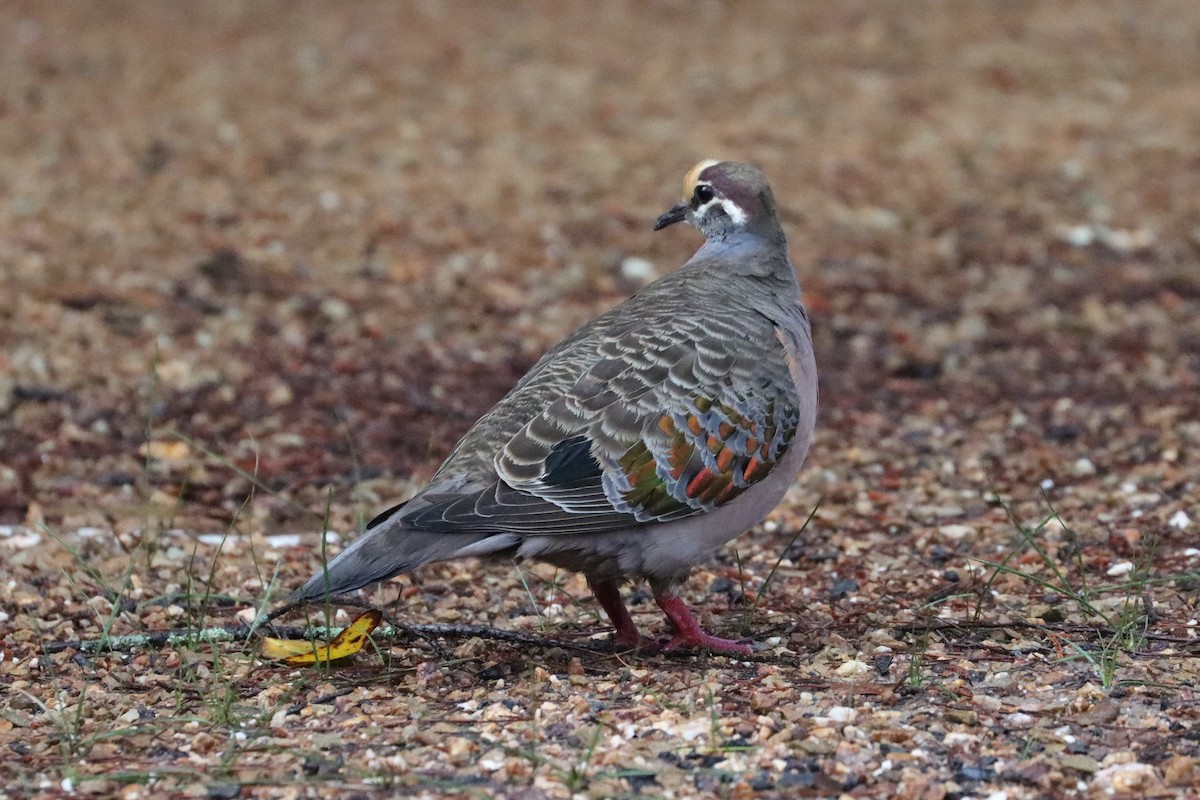 Common Bronzewing - ML608899104