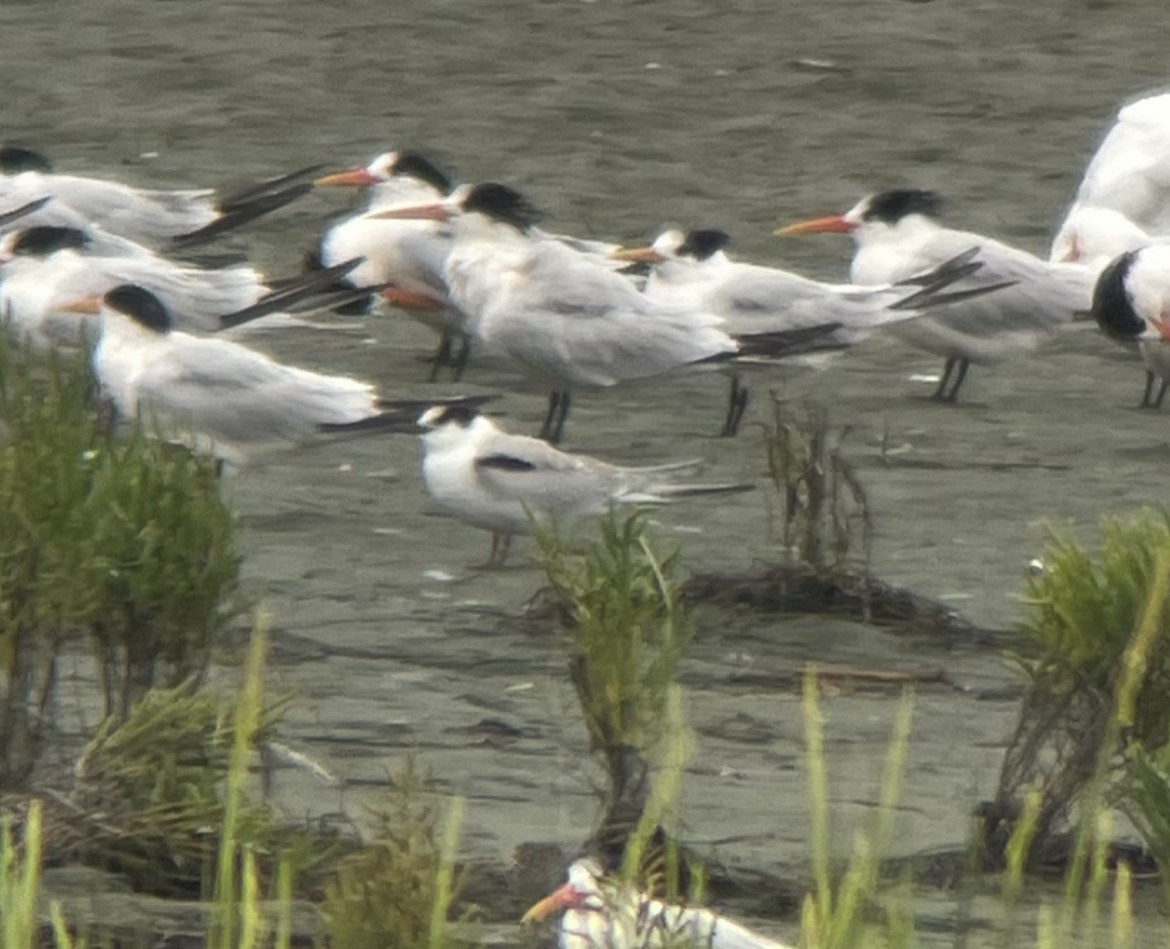 Common Tern - ML608899112