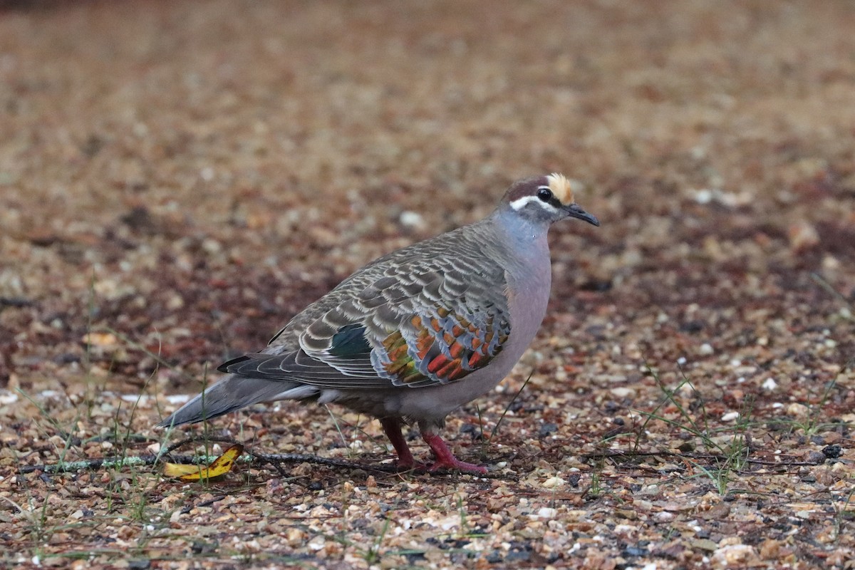 Common Bronzewing - ML608899121