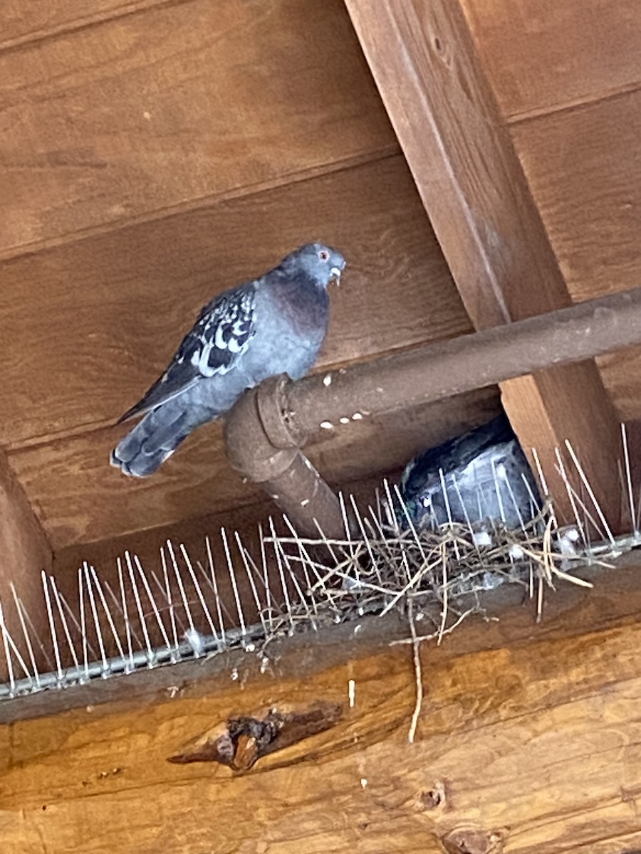 Rock Pigeon (Feral Pigeon) - ML608899207