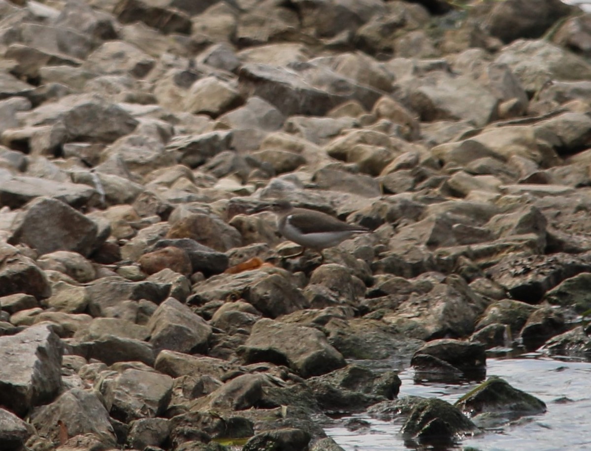 Spotted Sandpiper - ML608899244