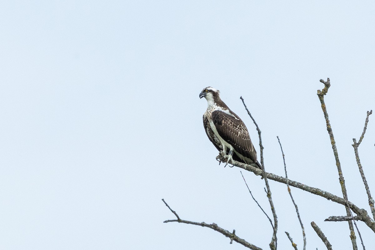 Osprey - ML608899422