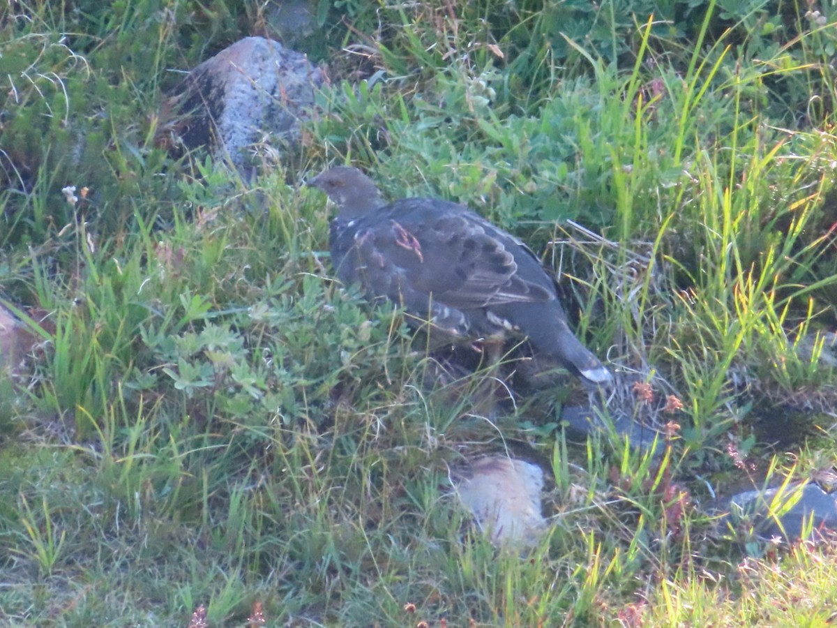 Sooty Grouse - ML608899437