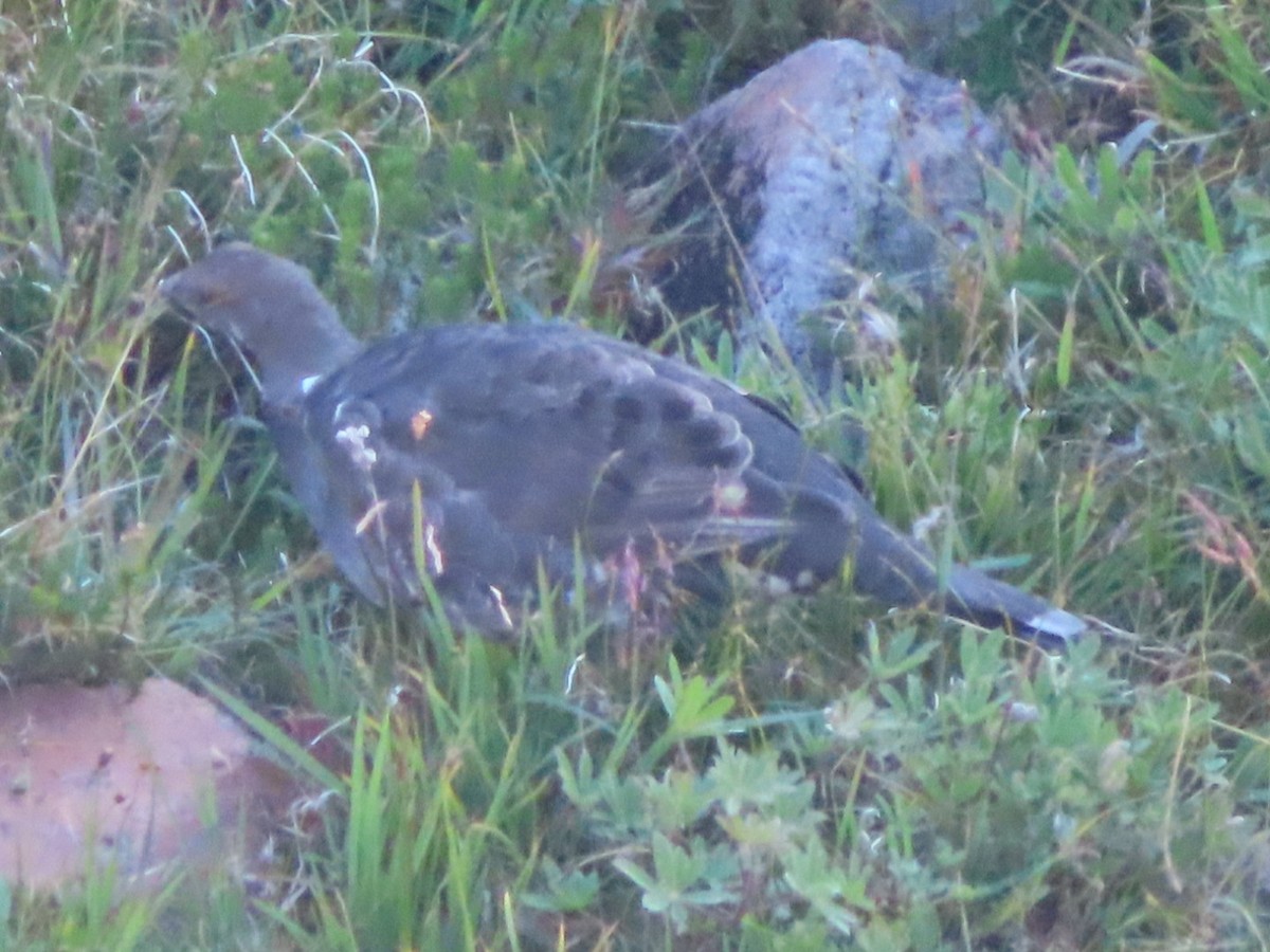 Sooty Grouse - ML608899438