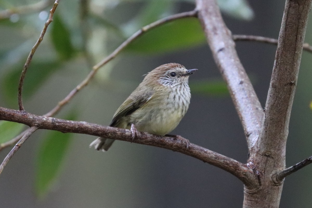 Striated Thornbill - ML608899494