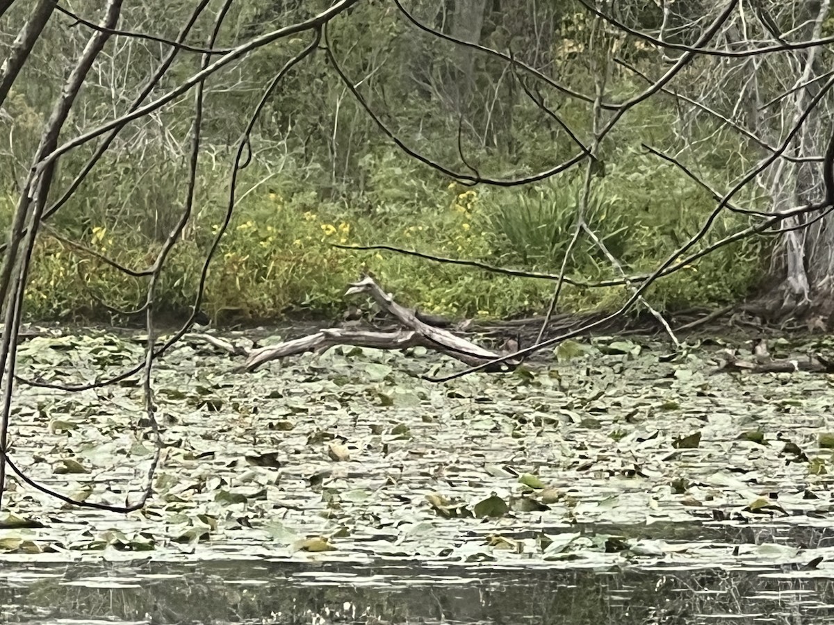 Wood Duck - ML608899620