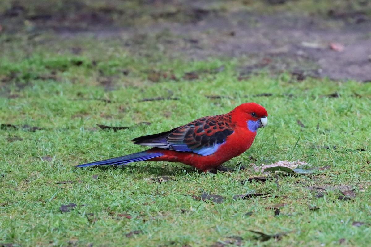 Crimson Rosella - ML608899627