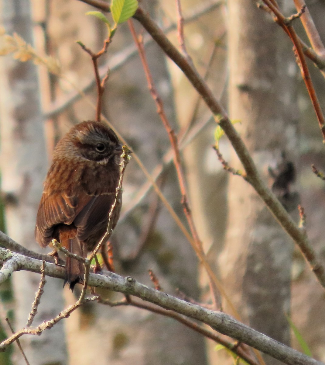 Song Sparrow - ML608899675