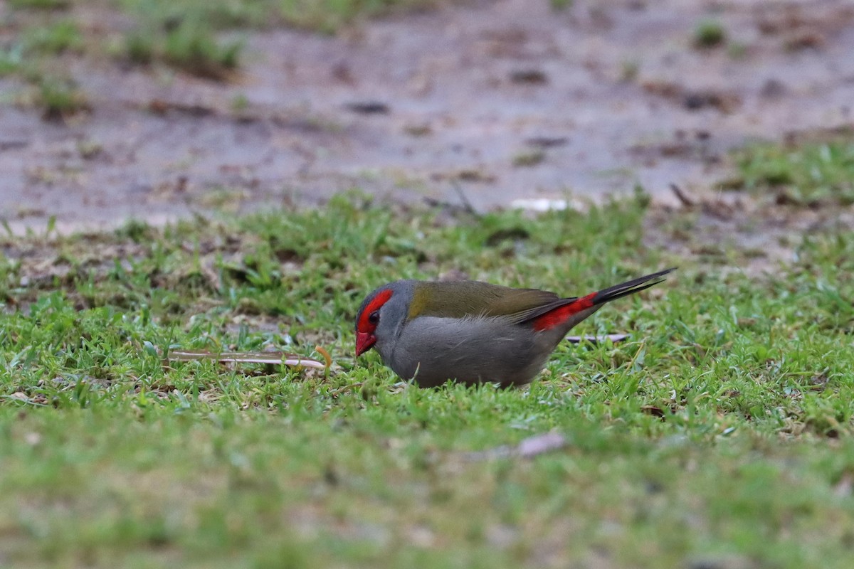 Red-browed Firetail - ML608899679