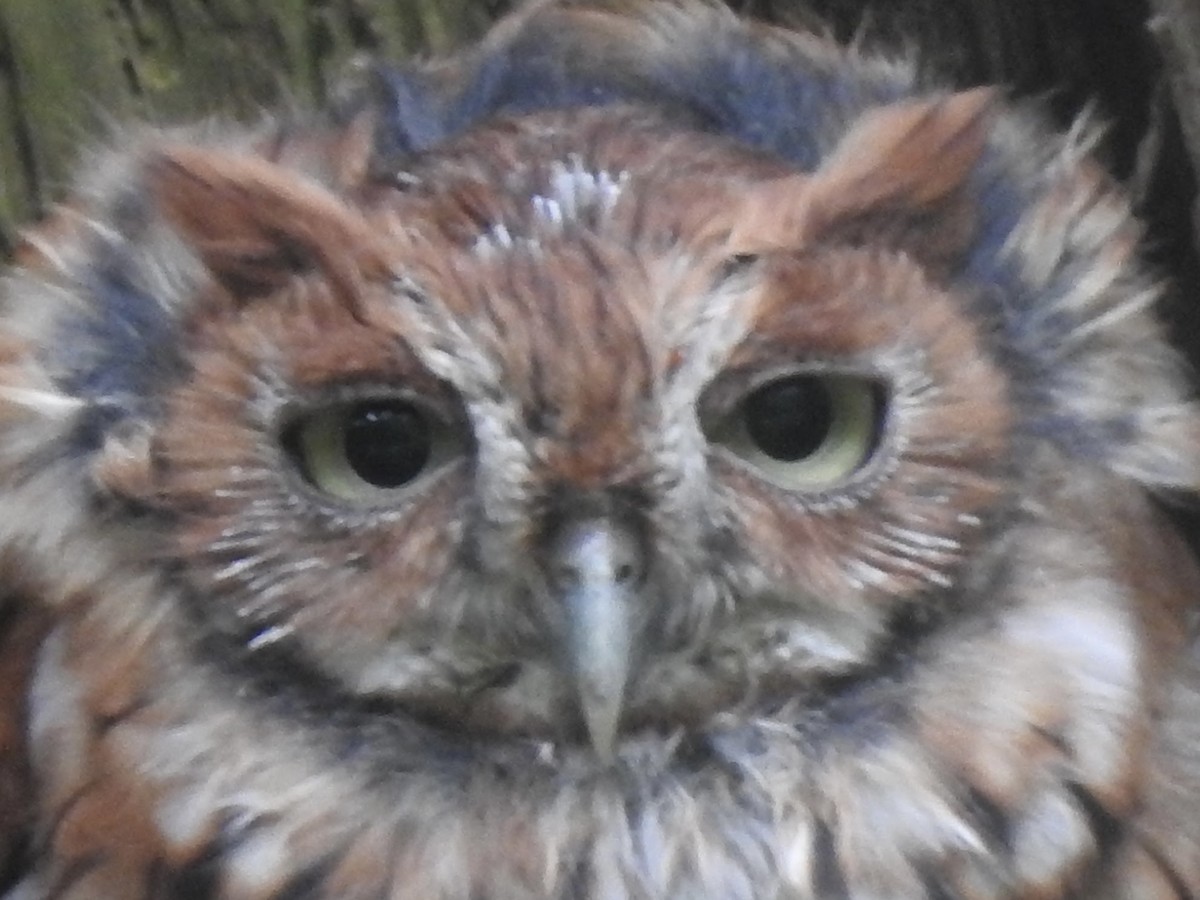 Eastern Screech-Owl - ML608899693