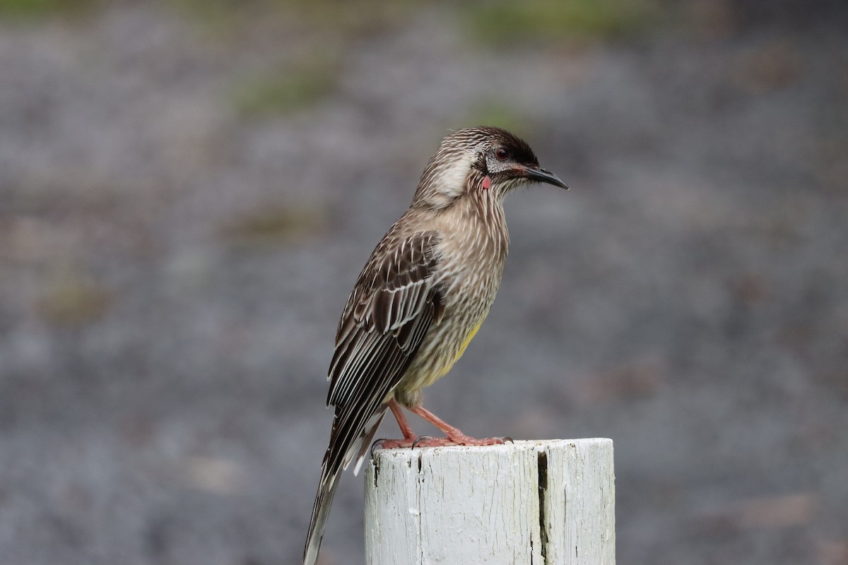 Red Wattlebird - ML608899749