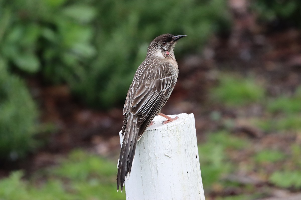 Red Wattlebird - ML608899773
