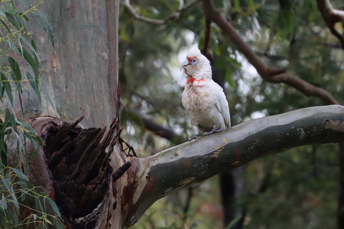 Long-billed Corella - ML608899839