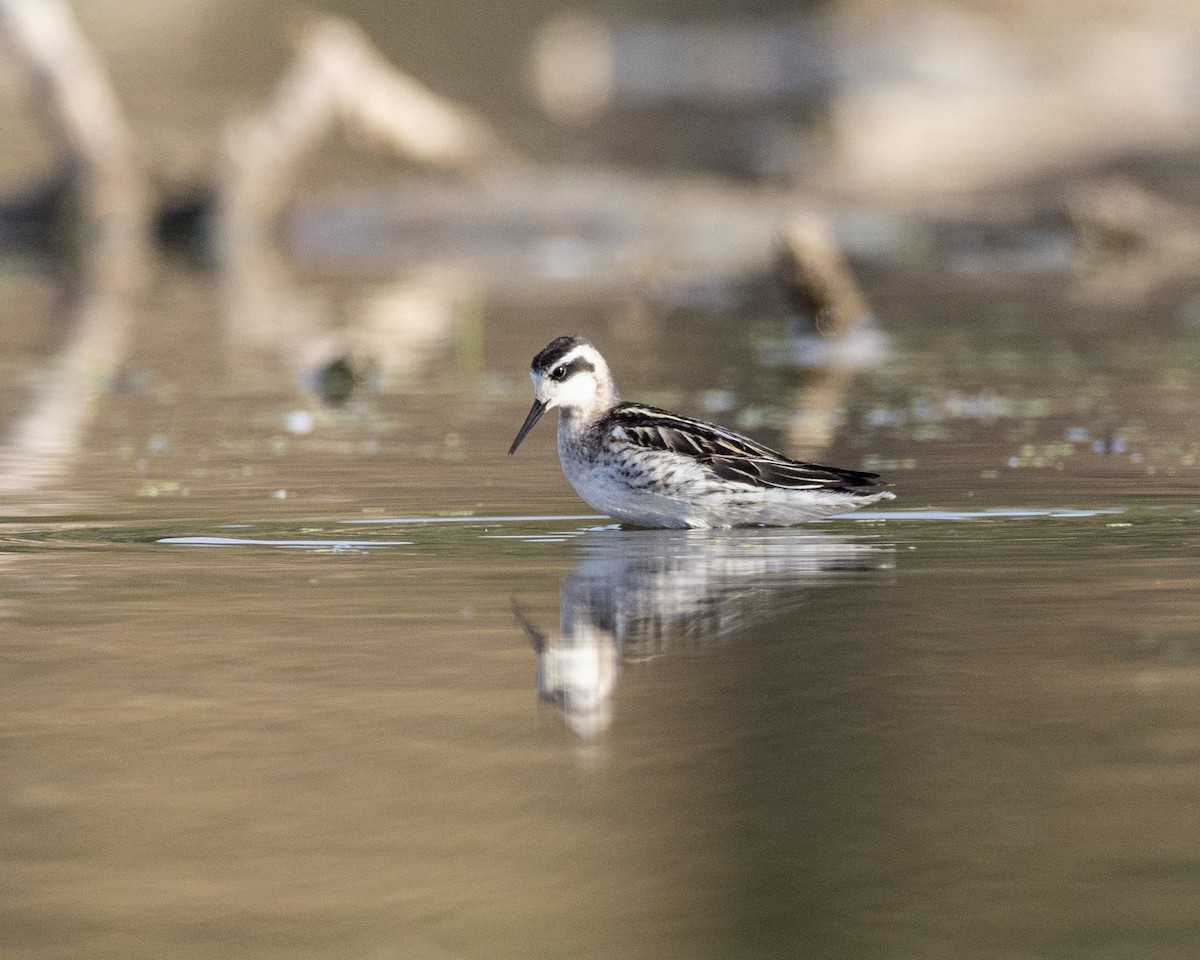 Red-necked Phalarope - ML608899848