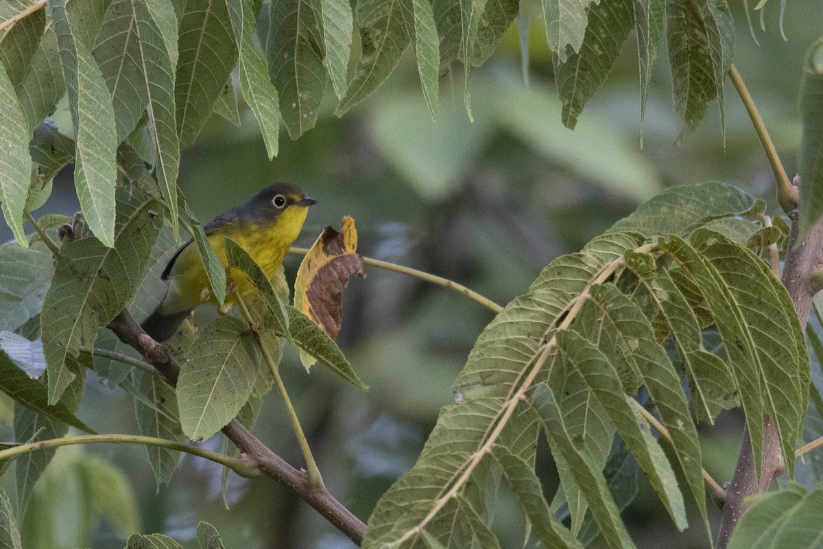 Canada Warbler - ML608899889