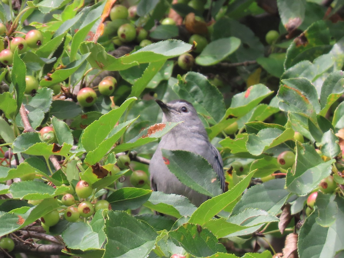 Gray Catbird - ML608899895