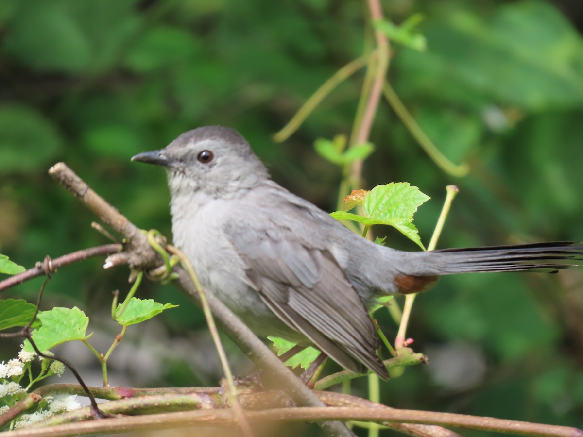 Gray Catbird - ML608899896