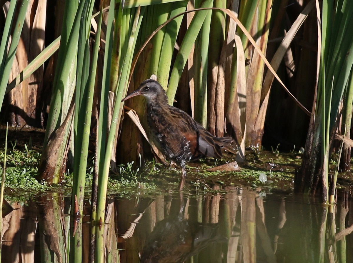 Virginia Rail - ML608899918