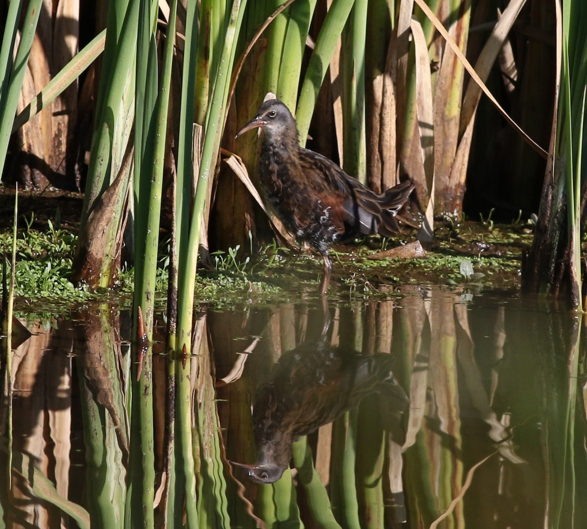 Virginia Rail - ML608899919