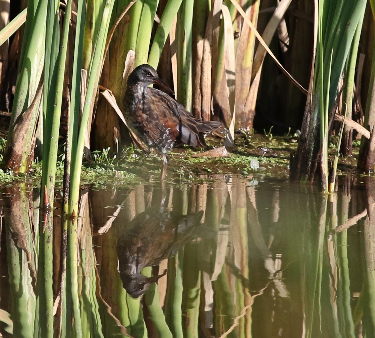 Virginia Rail - ML608899920