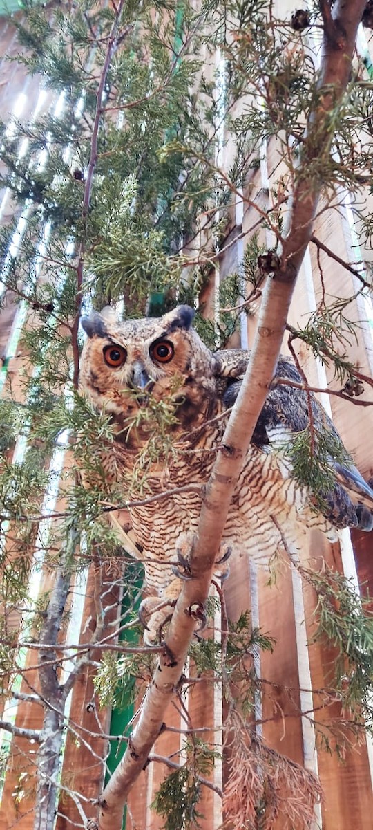 Great Horned Owl - ML608899928