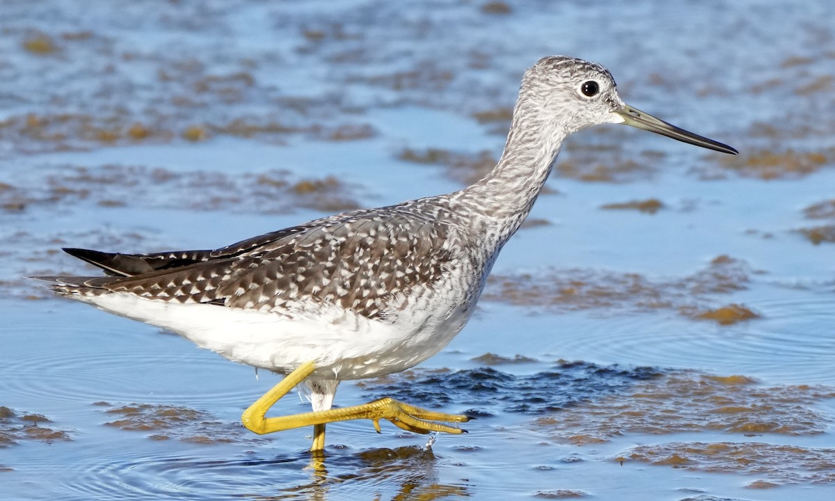 Greater Yellowlegs - ML608899932